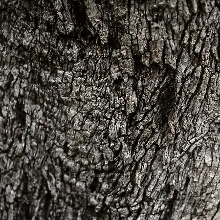 Economy Aarakka Levi