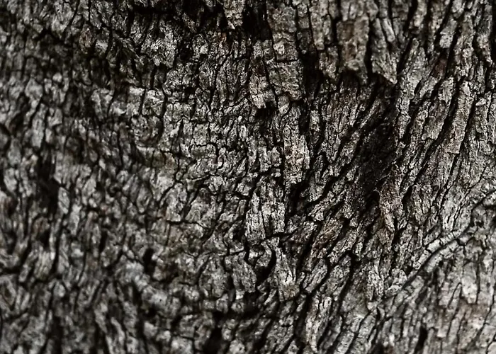 Economy Aarakka Levi