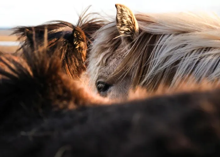 Apartmán Economy Aarakka